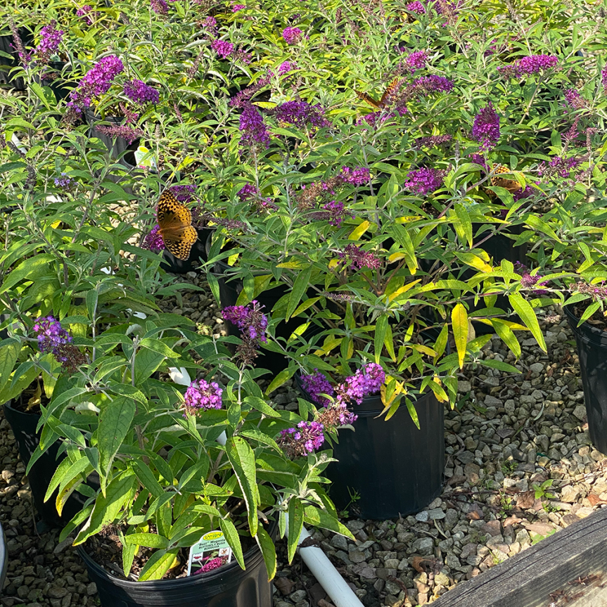 Butterfly Bush at Bruce Nurseries